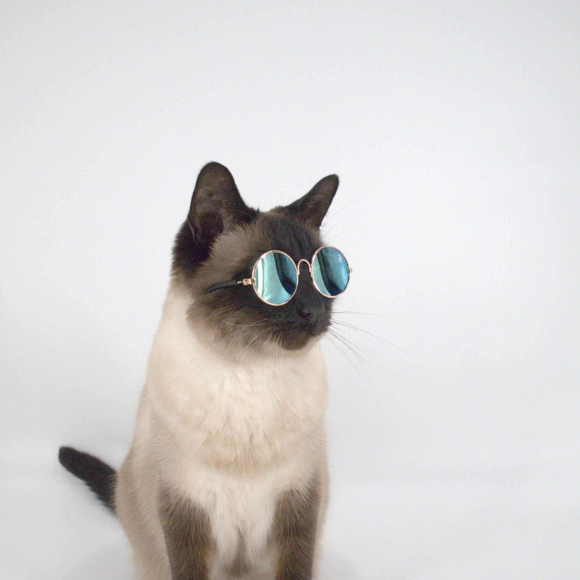 Pet Specs - Pet Sunglasses
